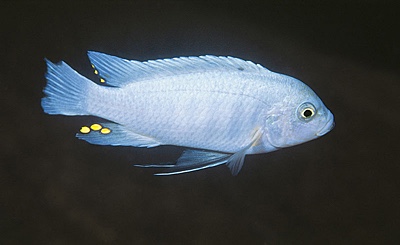 Maylandia xanstomachus 'Nakantenga Island'